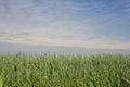 Not yet ripe ears of wheat in a field under a cloudy sky in the italian countryside Royalty Free Stock Photo