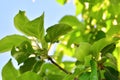 Not ripe green apples on the tree. Apple tree branch with fruits. New fruits are not ripe on a branch close-up on the background Royalty Free Stock Photo