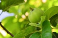 Not ripe green apples on the tree. Apple tree branch with fruits. New fruits are not ripe on a branch close-up on the background Royalty Free Stock Photo