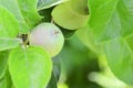 Not ripe green apples on the tree. Apple tree branch with fruits. New fruits are not ripe on a branch close-up on the background Royalty Free Stock Photo