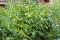 not ripe green tomatoes hanging on the vine of a tomato plant in the garden Royalty Free Stock Photo