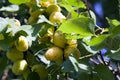 not ripe homemade apricots