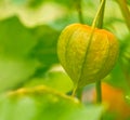 Not ripe physalis, cape gooseberry hangs on the bush. Orange fruit with green leaves