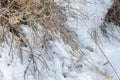 Not shedding rosehip berries on a bush that has dried in winter Royalty Free Stock Photo