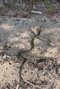 Not a venomous dark green snake grass-snake, with yellow spots on its head, crawls along the sand.