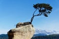 A tree is growing on a granite rock at Tinline Bay Royalty Free Stock Photo