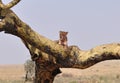 A Tree Climbing Lion Resting On A Branch