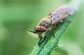 Notch-horned Cleg or cleg fly (Haematopota pluvialis)