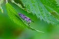 The Notch-horned cleg fly sitting on nettle leaf Royalty Free Stock Photo