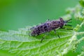 The Notch-horned cleg fly sitting on nettle leaf