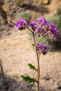 Notch-leaf scorpion-weed Phacelia crenulata blooming in Joshua Tree National Park, California