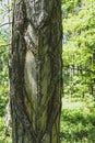 Notches On The Pine Bark For Resin Extraction