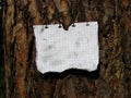 The note attached to a tree Royalty Free Stock Photo