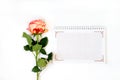 Daily note-book of love and pink rose on a white paper background. for valentine`s day Royalty Free Stock Photo