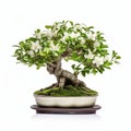 Stylish Jasmine Bonsai With White Flowers On Clear White Background