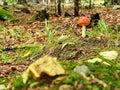 ÃÅeskÃÂ½ Krumlov - KleÃÂ¥ - mushrooms