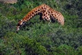 Africa- A Giraffe With Neck Stretched to Eat Thorn Bush Leaves