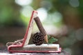 Notebook made from old paper, wood pencil  and dried pine flower on nature background. Mock up education concept Royalty Free Stock Photo