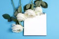 Notebook on the springs with a white rose on a blue background with an empty space for notes. Royalty Free Stock Photo