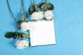 Notebook on the springs with a white rose on a blue background with an empty space for notes. Royalty Free Stock Photo