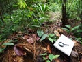 Notebook, tropical rainforest background