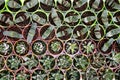 Cactus plants come in a number of varieties and shapes. Royalty Free Stock Photo