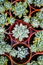 Cactus plants come in a number of varieties and shapes. Royalty Free Stock Photo