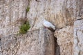 Notes at the crack of the Wailing Wall and a sparrow. Royalty Free Stock Photo