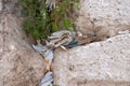 Notes at the crack of the Wailing Wall and a sparrow.