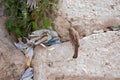 Notes at the crack of the Wailing Wall and a sparrow. Royalty Free Stock Photo