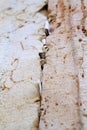 Notes to god western wall stones Royalty Free Stock Photo