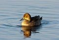 Nothern Pintail Female