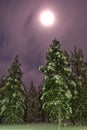 Nothern winter forest moonlight