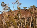 Autumn colors of the subpolar beech forests of Navarino island, Chile - the worldÃ¢â¬â¢s southernmost forests Royalty Free Stock Photo