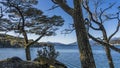 Nothofagus trees on the shore of a blue lake. Royalty Free Stock Photo