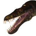 Nothosaurus Dinosaur Head Royalty Free Stock Photo