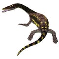 Nothosaurus Reptile Tail