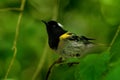 Notiomystis cincta - Stitchbird - Hihi Royalty Free Stock Photo