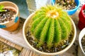 Notocactus Royalty Free Stock Photo