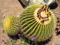 Notocactus Cactus with Yellow Flowers