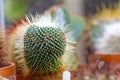 Notocactus graessneri cactus barrel shape Royalty Free Stock Photo