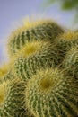 Notocactus leninghausii from Brazil, Yellow Tower