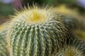 Notocactus leninghausii from Brazil, Yellow Tower