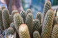 Notocactus leninghausii close up