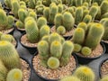 Notocactus Leninghausii, a spherical cactus, grows tall and cylindrical. Royalty Free Stock Photo