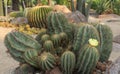 Notocactus magnificus