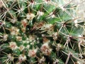 Thorny Notocactus mammulosus cactus