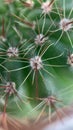 Notocactus Ottonis Royalty Free Stock Photo