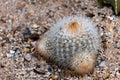 Notocactus or Parodia tenuicylindrica is a genus of flowering plants in the cactus family Cactaceae, Endemic to South America.