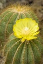 Notocactus plant with yellow flower Royalty Free Stock Photo